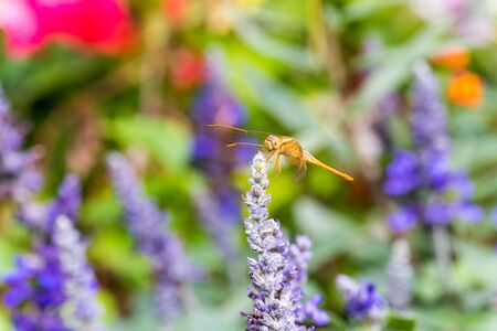 A brown dragonfly perching on the top of blue sage salvia flowers in the park in Shenzhen, China.の写真素材