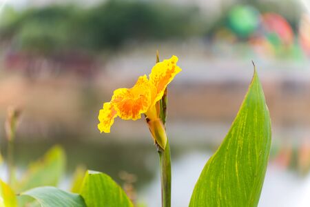 Yellow canna indica, commonly known as Indian shot, African arrowroot, edible canna, purple arrowroot, Sierra Leone arrowroot, is a plant species in the family Cannaceae.の写真素材