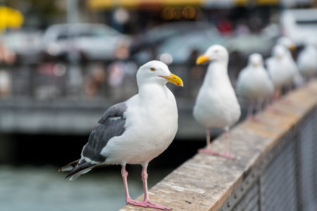Close-up of the The ring-billed gull  looking at the sea at San francisco, USA