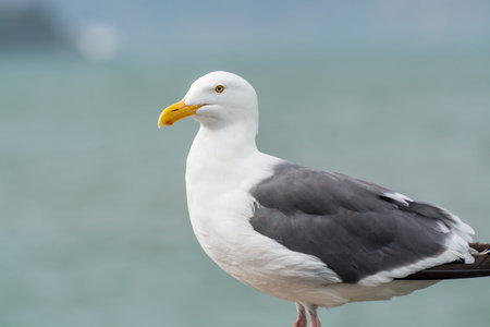 Close-up of the ring billed gull  looking at the sea at San Francisco, USA