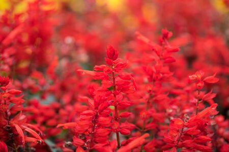 Red sage flower, red salvia splendens blooming in the autumn at the parkの写真素材