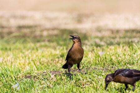 The great-tailed grackle or Mexican grackle ( Quiscalus mexicanus) is a medium-sized, highly social passerine bird native to North and South Americaの写真素材