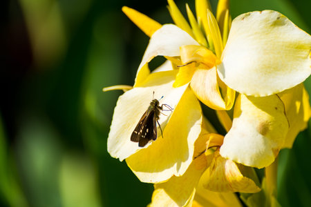 A butterfly on the Yellow canna indica, commonly known as Indian shot, African arrowroot, edible canna, purple arrowroot, Sierra Leone arrowroot, is a plant species in the family Cannaceae.の写真素材