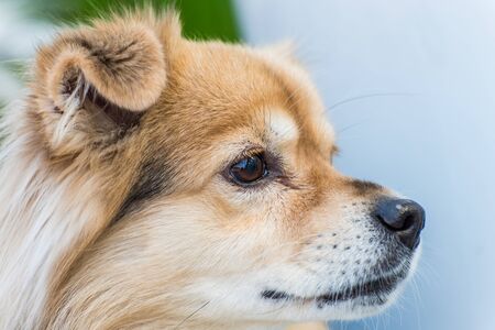 Close-up of a Tibetan Spanie young blond Tibetan Spanieの写真素材