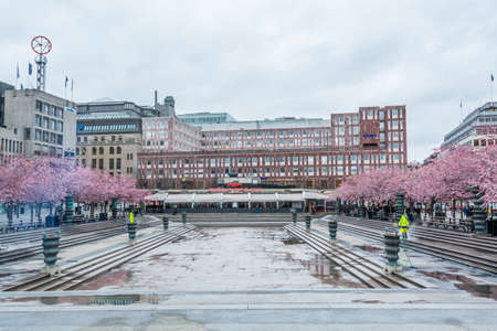 Cherry blossoms flower in the Kungstradgarden, a park in central Stockholm, Sweden. It is colloquially known as Kungsan.のeditorial素材