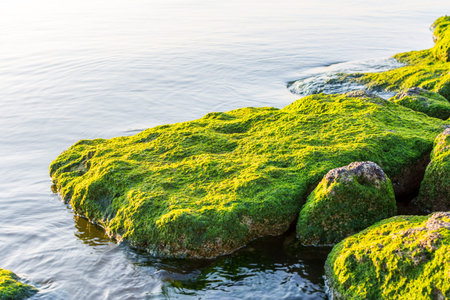 Green moss growing on the stone at the stones at the Corniche park in Dammam, Kingdom of Saudi...