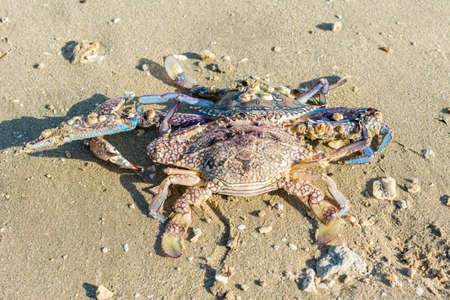 Dead swimming crabs at the beach in corniche park, Dammam, Saudi Arabiaの写真素材