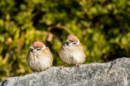 A pair of loving brown tree sparrow birds, Passer domesticus, looking at each other, and perching on stone, green tree spotted backgroundの写真素材