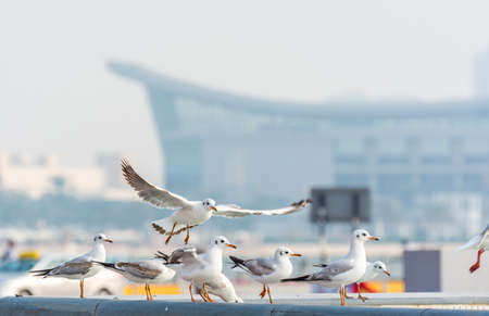 A bunch of white seagull birds flying in the sky with background of skylines in Abu Dhabi, United Arab Emiratesの写真素材