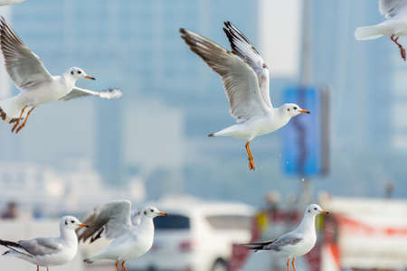 A bunch of white seagull birds flying in the sky with background of skylines in Abu Dhabi, United Arab Emiratesの写真素材