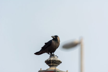A black crow perching on the top of streetlight in the Abu Dhabi, United Arab Emirates