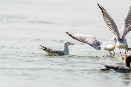 White seagulls flying over the water in Shenzhen Bay, Guangdong, China
