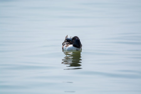 A male Northern Shoveler swimming at the river in Shenzhen Bay, China