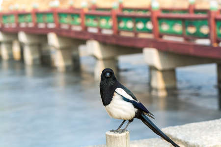 Pica pica bird, also called Eurasian Magpie perching at the stone next to the lake with frozen water in Gyeongbokgung palace in Seoul, South Koreaの写真素材