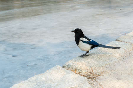 Pica pica bird, also called Eurasian Magpie perching at the stone next to the lake with frozen water in Gyeongbokgung palace in Seoul, South Koreaの写真素材