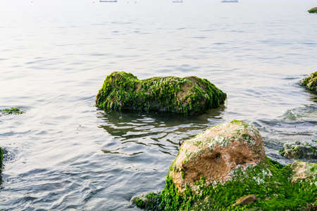 Seaweed and moss on the stone at the the Mediterranean of Beirut, Lebanon