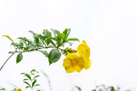 Yellow bell Allamanda cathartica flower, also called golden trumpet flower with raindrops after raining in the springtime.の写真素材