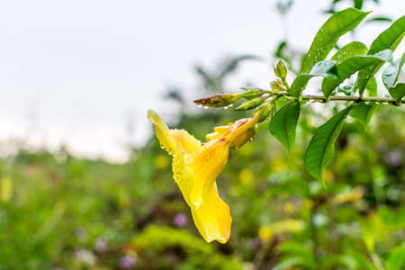 Yellow bell Allamanda cathartica flower, also called golden trumpet flower with raindrops after...