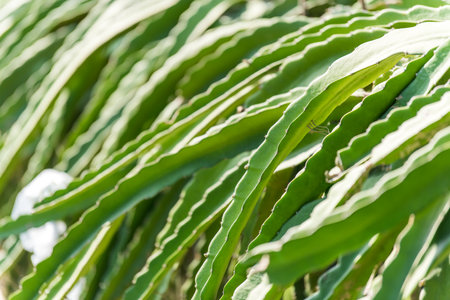 Green Pitaya tree leaves under sunlight in a farmの写真素材