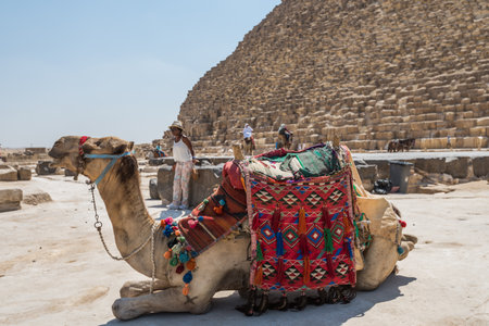 A camel waiting for tourists in the Giza pyramid complex, an archaeological site on the Giza...