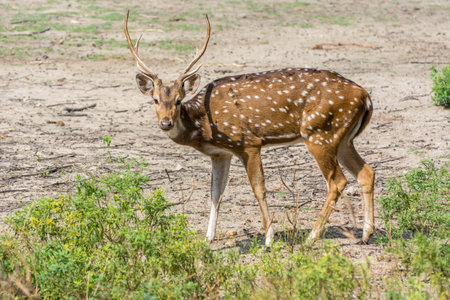 A spotted deer buck with antler at a nature reserve area in Nehru Zoological Park, Hyderabad, Indiaの写真素材