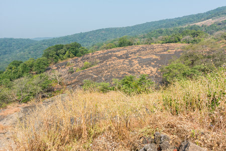 Dry grass flowers in autumn on the top of mountains of Sanjay Gandhi National Park, Mumbai, Indiaの写真素材