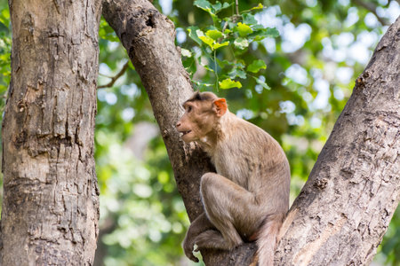 An Indian monkey (Indian macaques, bonnet macaques) sitting at tree branch with funny expressionの写真素材