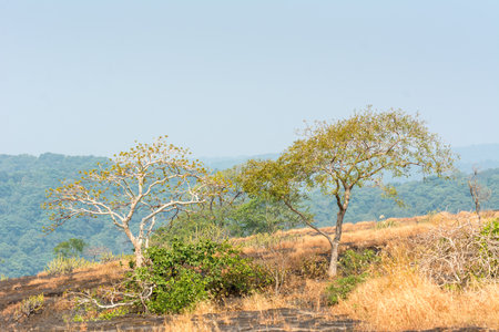Dry grass with green tree in autumn on the top of mountains with black rock land forms of Sanjay Gandhi National Park, Mumbai, Indiaの写真素材
