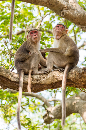 A pair of Indian monkey (Indian macaques, bonnet macaques) and their baby sitting at tree branchの写真素材