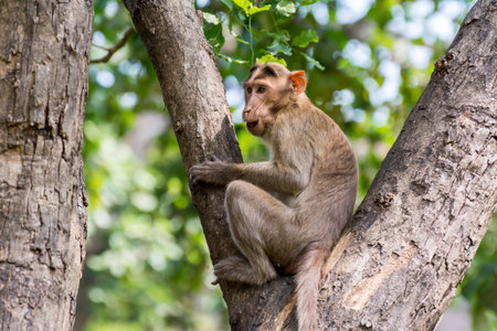 An Indian monkey (Indian macaques, bonnet macaques) sitting at tree branch with funny expressionの写真素材
