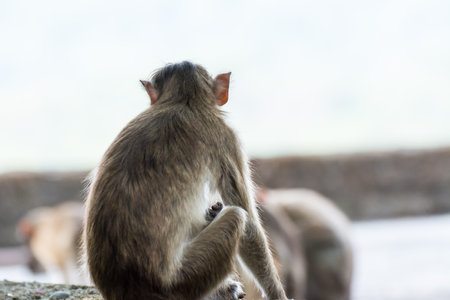 An Indian monkey (Indian macaques, bonnet macaques) sitting at the roof of an buildingの写真素材
