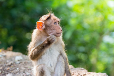 An Indian monkey (Indian macaques, bonnet macaques) sitting at the roof of an buildingの写真素材