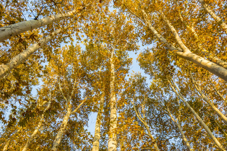Golden forest in autumnの写真素材