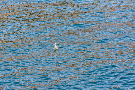A single white seagull swimming in the Bosphorus strait in Istanbul Turkey with background of blue seaの写真素材