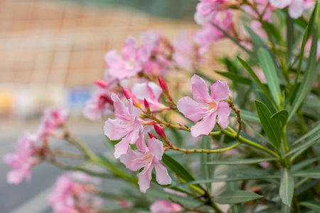 Pink Oleander flower blooming in the park in Novemberの写真素材