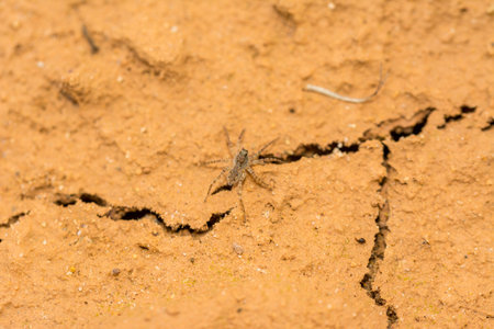 Baby spider on the cracked dry earthの写真素材