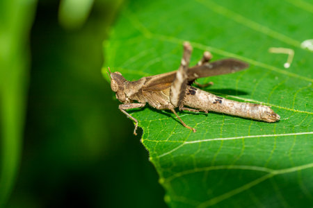 Grey field grasshopper (Chorthippus albomarginatus) on a leafの写真素材