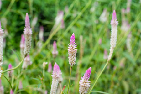 Close-up of Celosia argentea flower blossoming in the vegetable field.の写真素材