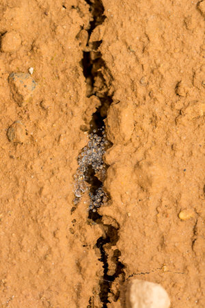Cricket eggs on the cracked dry earthの写真素材