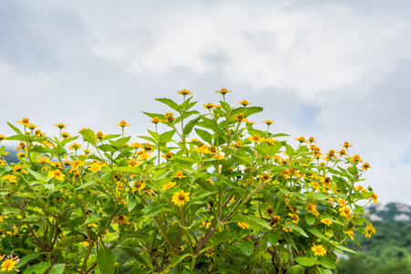 Flower of Heliopsis helianthoides, also known as Yellow Daisy, against white cloudの写真素材