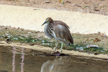 The Chinese pond heron (Ardeola bacchus) is an East Asian freshwater bird of the heron family, Ardeidaeの写真素材