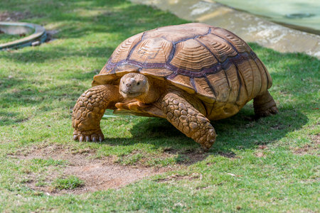Brown Grooved Tortoise, African Spurred Tortoise or Geochelone sulcata crawling on grassland slowlyの写真素材