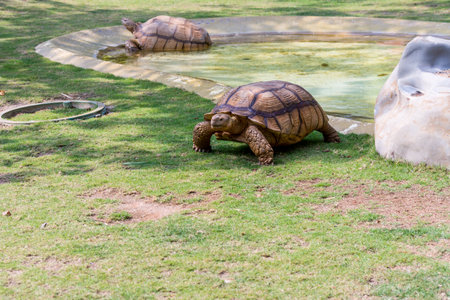 Brown Grooved Tortoise, African Spurred Tortoise or Geochelone sulcata crawling on grassland slowlyの写真素材