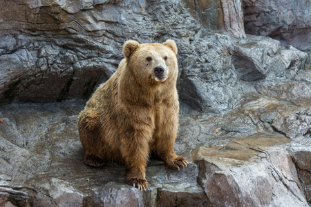 Brown bear sitting and waiting for food on rocksの写真素材