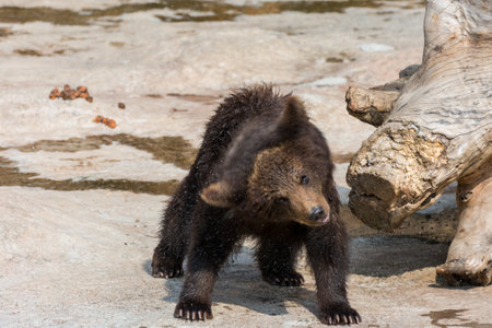 A big and strong black bear walking on rocks in zooの写真素材