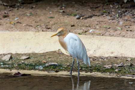 Cattle Egret, bubulcus ibis, standing on a pondの写真素材