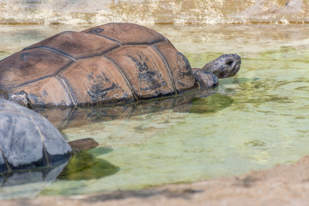 Brown Grooved Tortoise, African Spurred Tortoise or Geochelone sulcata swimming on a pond slowly in the zooの写真素材
