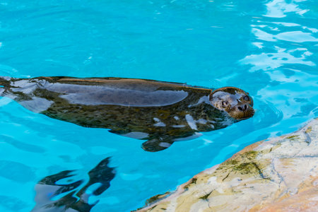 Spotted seal, Phoca largha, swimming on blue poolの写真素材