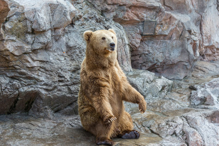Brown bear sitting and waiting for food on rocksの写真素材