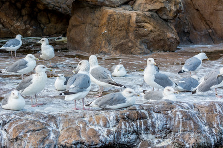 A group of white Seagulls on stoneの写真素材